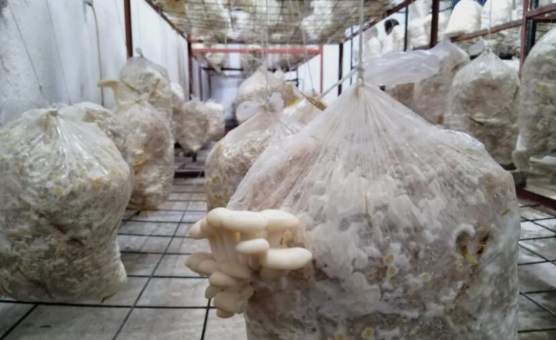  The U.S. Mushroom Industry Under the COVID-19 Pandemic 